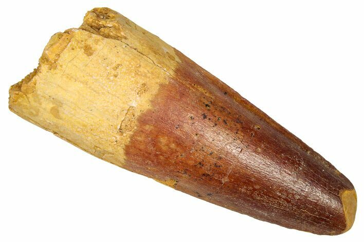 Fossil Spinosaurus Tooth - Feeding Worn Tip #350101